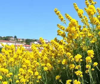 Setembro Amarelo